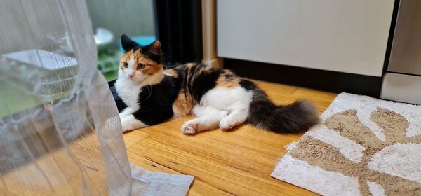 Cat sitting on floor at home
