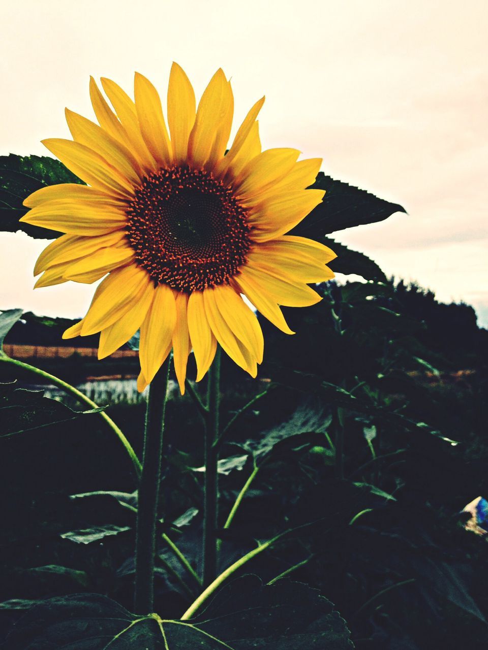 flower, freshness, yellow, petal, fragility, flower head, sunflower, growth, pollen, blooming, beauty in nature, plant, sky, single flower, close-up, nature, leaf, stem, in bloom, low angle view