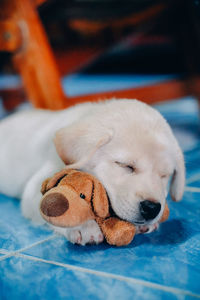 Close-up of dog sleeping on bed