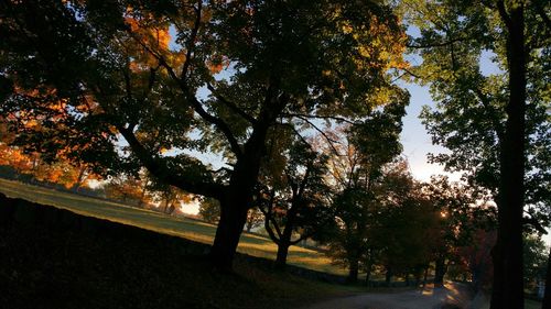 Trees in a row