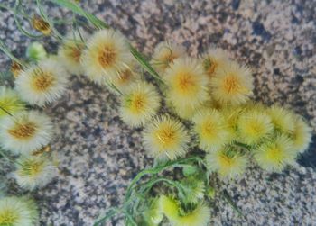 Close-up of cactus