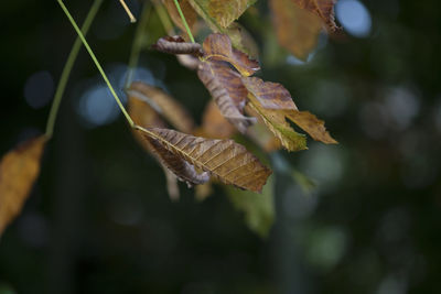 Close-up of autumn leaf
