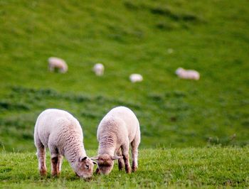 Sheep grazing in a field