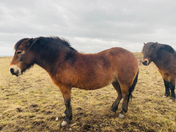 Horses standing in a field