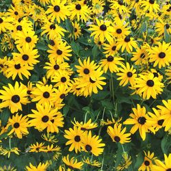 Close-up of yellow flowers blooming outdoors