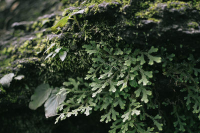 Close-up of moss growing on tree