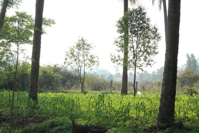 Trees on field against sky