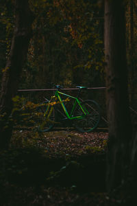 View of tree in forest