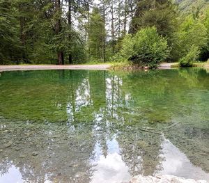 Scenic view of lake in forest