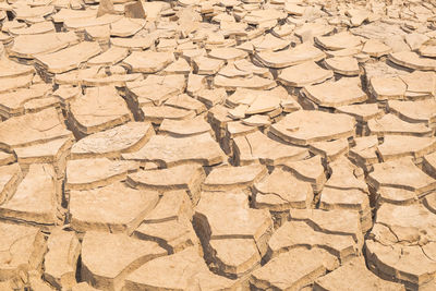 Global warming, died and cracked soil in arid season