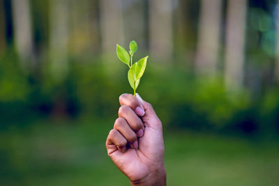 Close-up of hand holding leaf