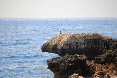 Cormorant perching on rock by sea against sky