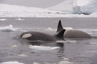 Close-up of whale swimming in sea