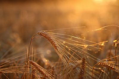 Close-up of wheat growing on field