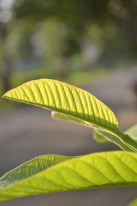 Close-up of yellow leaves