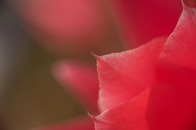 Close-up of pink rose