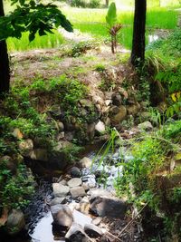 Stream flowing through rocks in forest