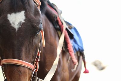 Close-up of horse with saddle standing outdoors