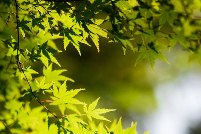 Low angle view of leaves on tree