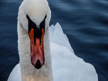 High angle view of white swan