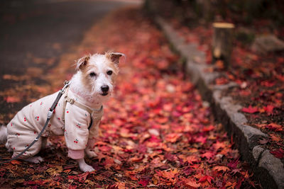 A dog sitting on the fallen leaves