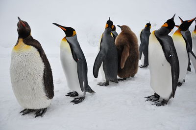 View of birds on snow