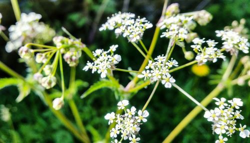 Close-up of flowers blooming outdoors