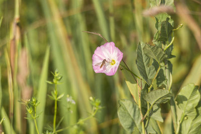 Close-up of pink flower