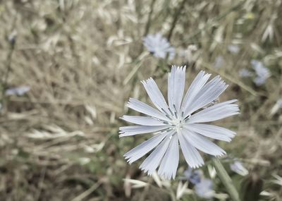 Close-up of white flowering plant on field