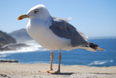 Close-up of seagull against sky