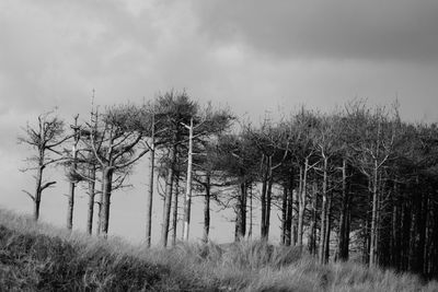Trees on field against sky