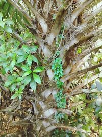 Close-up of fresh green plant