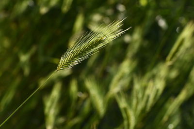 Close-up of wheat growing on field