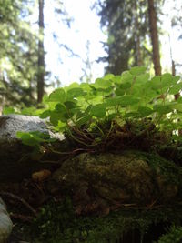 Close-up of moss growing on tree trunk