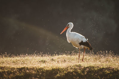 Side view of a bird on field