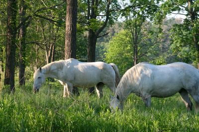 Horses grazing on field