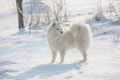 Sheep standing on snow covered field