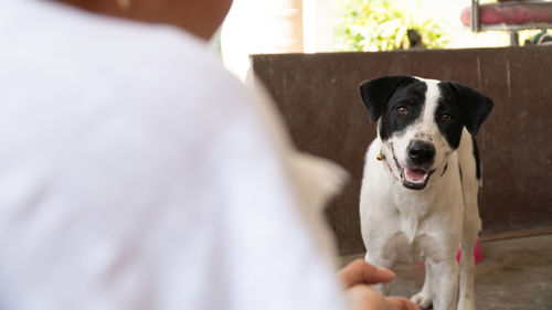 Portrait of dog standing outdoors