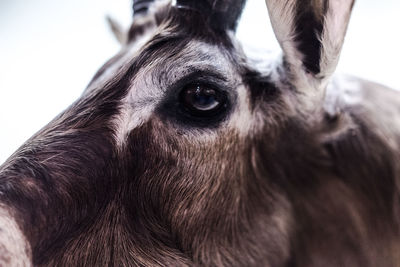 Close-up of deer taxidermy