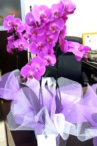 Close-up of purple flowers