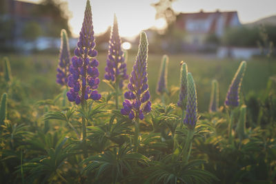 Close-up of purple flowering plants on field