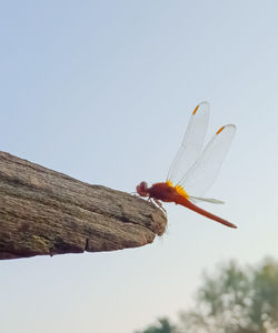Low angle view of a bird flying against clear sky