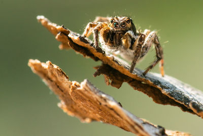 Close-up of spider