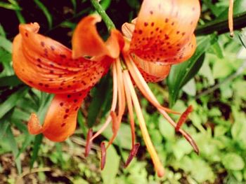 Close-up of red flowers blooming outdoors