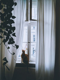 Cat looking through window at home