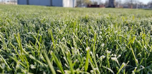 Close-up of crops growing on field