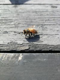 High angle view of insect on wood