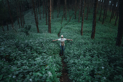 Rear view of man standing amidst plants in forest