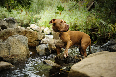 Dog on rock in water
