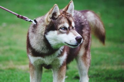 Close-up of dog looking away on field